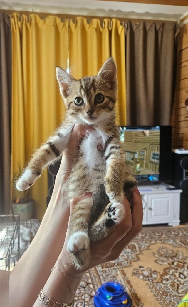 🐈Котята ищут дом🐈
Были спасены с улицы.
Оба мальчики...