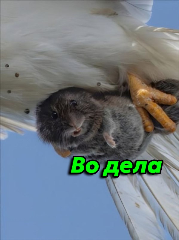 Фотограф дикой природы Ша Лу сделал уникальный снимок — зажатая в когтях хищника крошечная добыча см