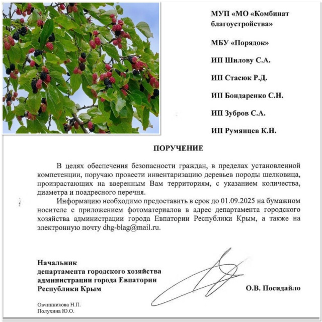 Опасная шелковица: дерево, которое мешает‼️
Друзья, в...