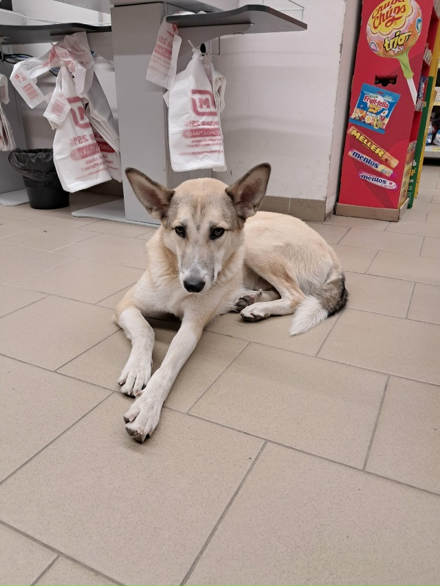 Чей питомец потерялся? 02.10 целый день пролежал в магнит...