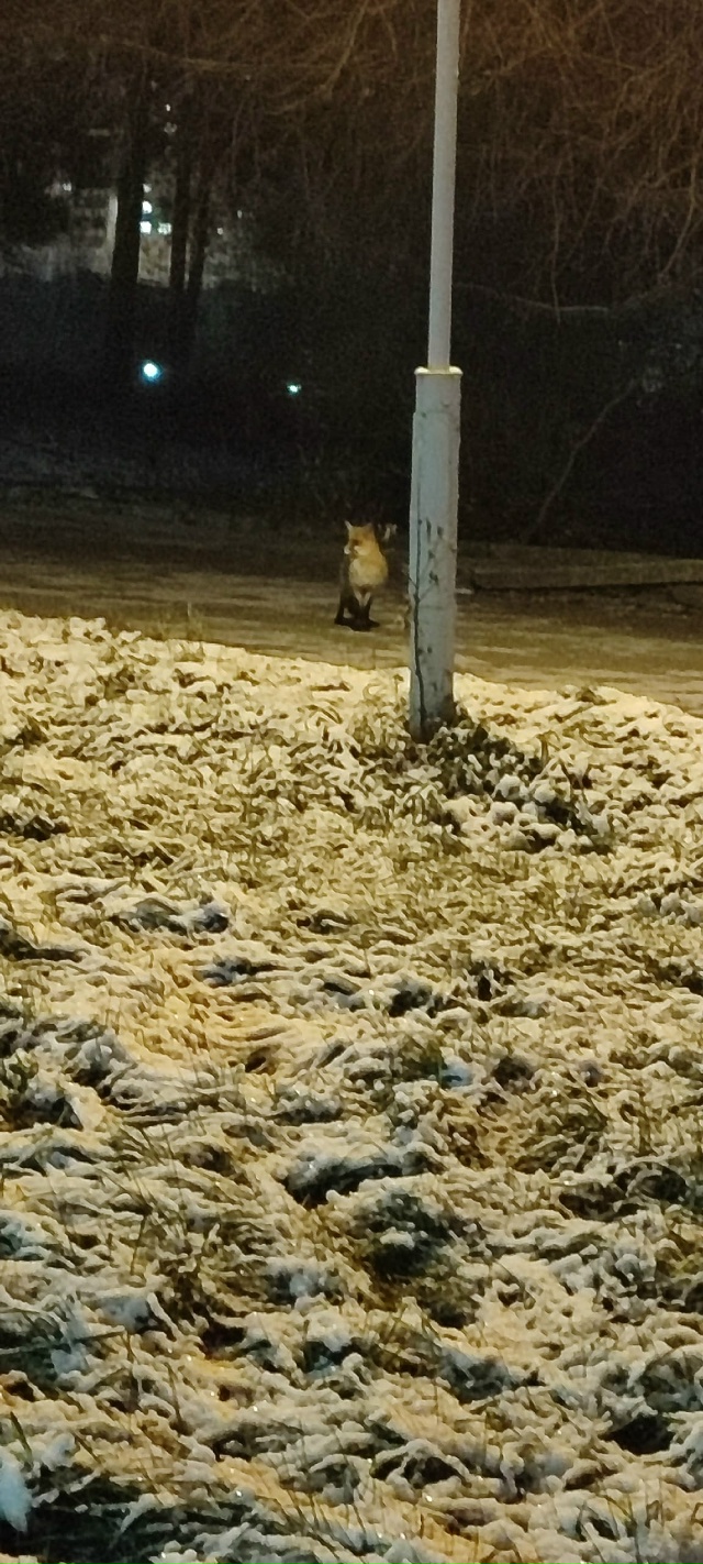Вечерами недалеко от империала (точнее - рядом с 