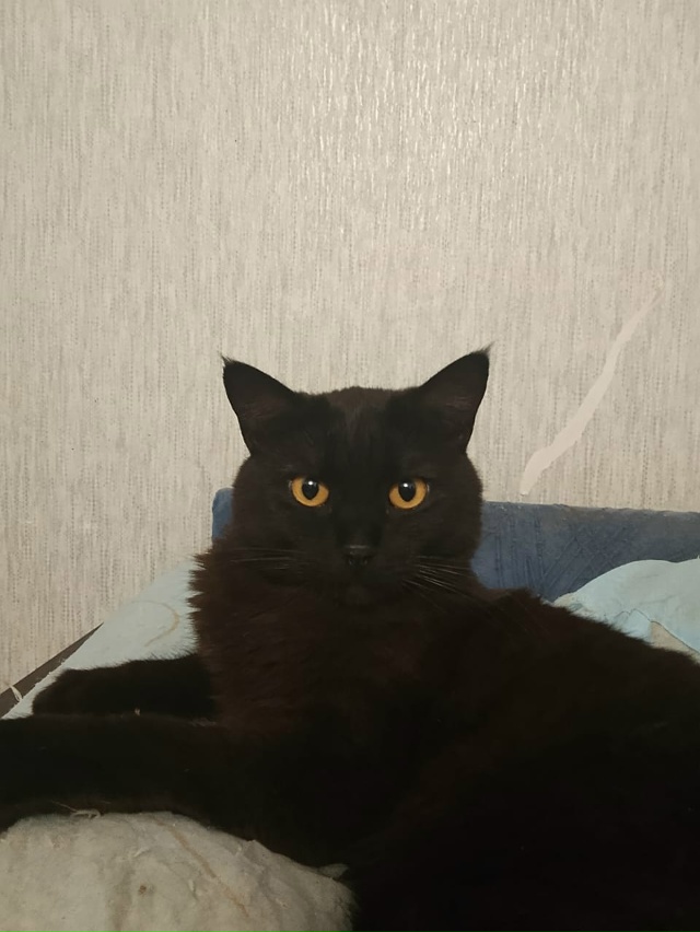 Админ, опубликуй, пожалуйста!
Переславль!
Друзья!
Обра...