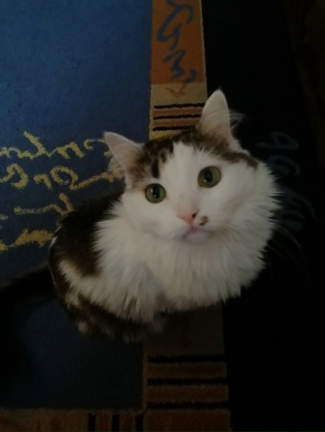 Потерялась кошка. Зовут Маруся.
Выпала из окна по адрес...