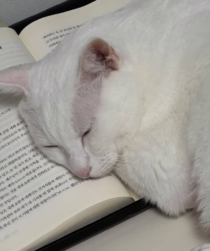 Рабкотаем не покладая лапке