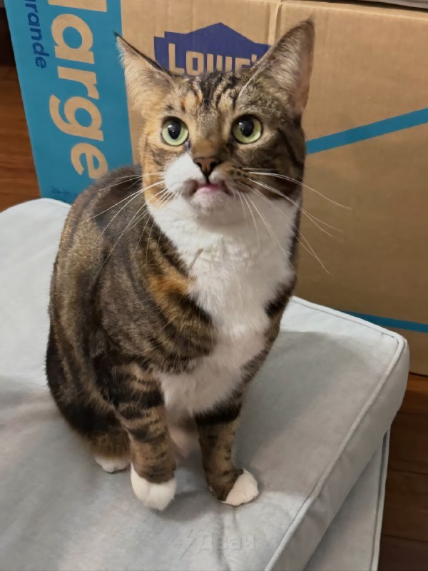 У этой кошки по кличке Прелесть нет двух верхних клыков, из-за чего она жёстко завирусилась в инете