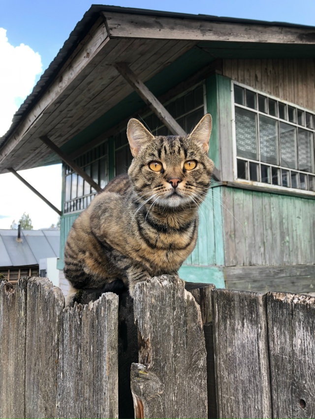 Никто не терял кота? Устюженский тракт