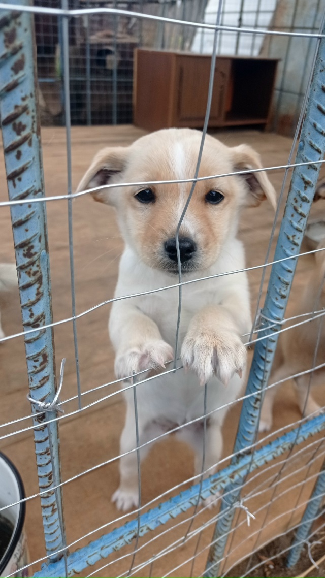 Щенки ищут новый дом.
Щенкам 2,5 месяца.ДЕВОЧКИ. Кушают ?...