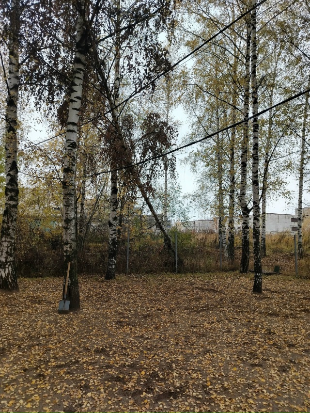 Площадка для выгула собак на Громова. Это последствия ?...