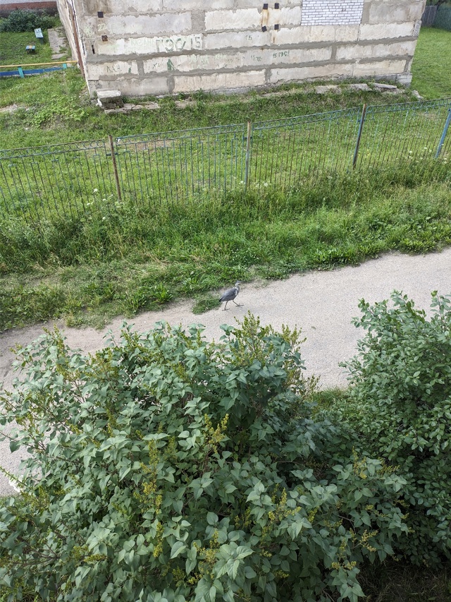 Откуда ты тут взялся!!!