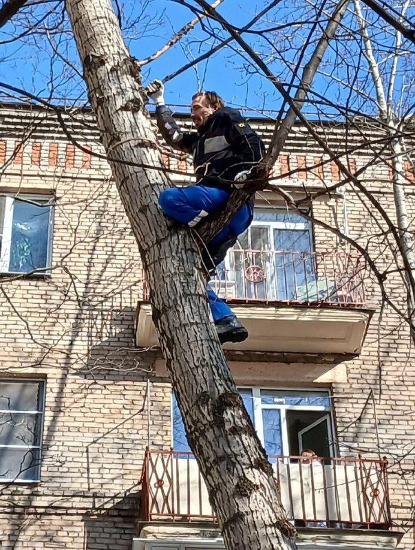 На юге Москвы жители вызвали спасателей, чтобы снять мужика с дерева.
Он забрался на дерево высото