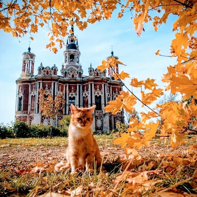 Пусть осень в Можайске будет солнечная как Рыжик у Ник?...