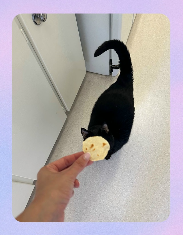 Мой кот воровал лепёшки, поэтому пришлось испечь лепёш...