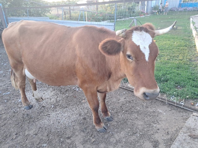 Продаётся КРС 🐄🦬🐂 По все вопросам обращаться по ном...