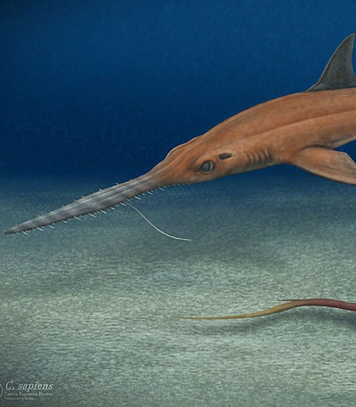 🪚Новый вид доисторической акулы, Pochitaserra patriciacanalesae, назван в честь Почиты из аниме «Че