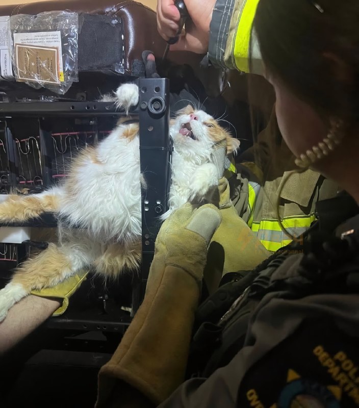 В США толстый кот так сильно испугался похода к ветеринару, что попытался спрятаться в кресле, но за