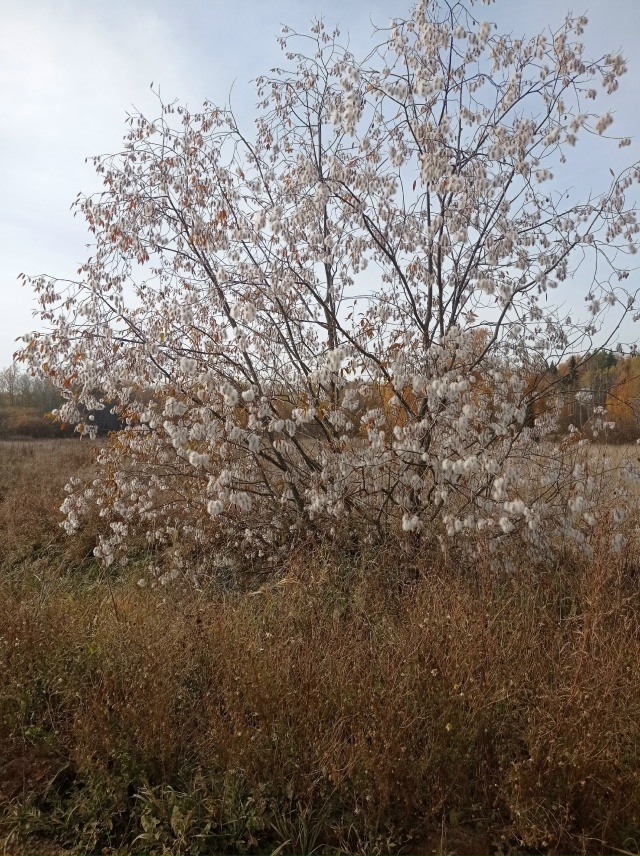 Это дерево ошиблось или так должно быть?