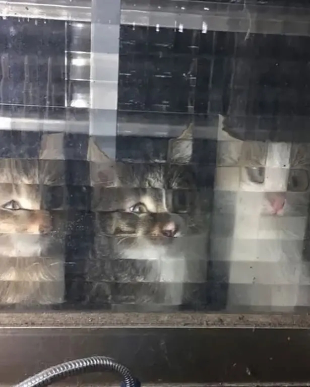 Коты Майнкрафт😆