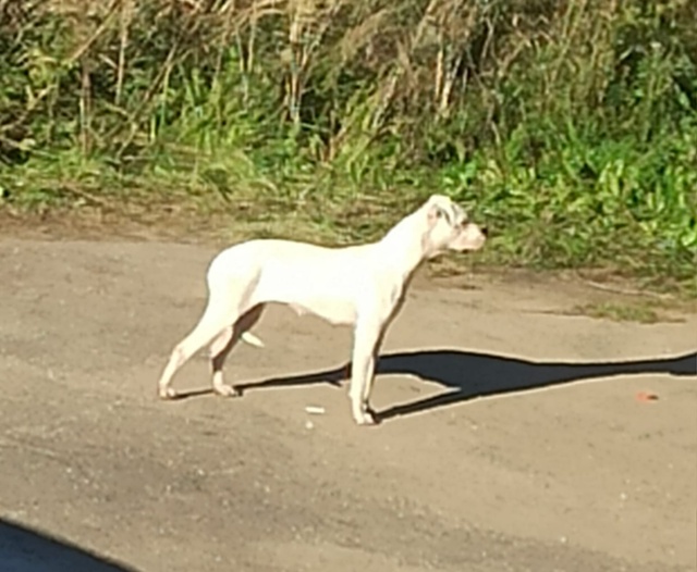 Очень очень надеюсь что это потеряшка.
Бегает нескольк...