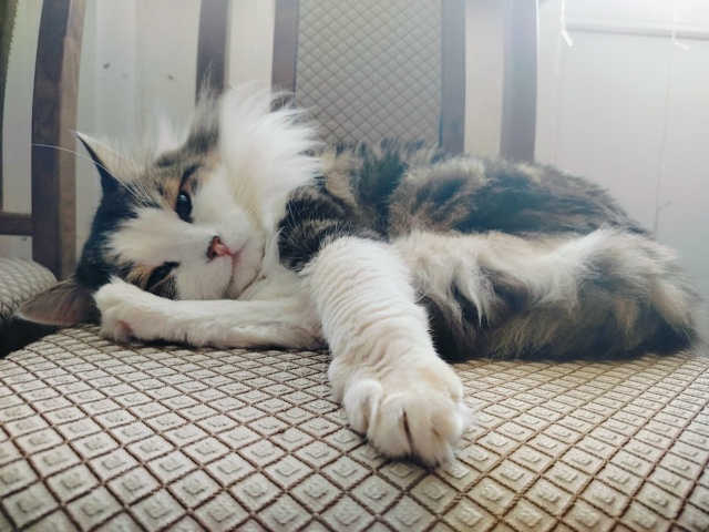 Знакомьтесь, кот Прохор.Ему 13 лет.