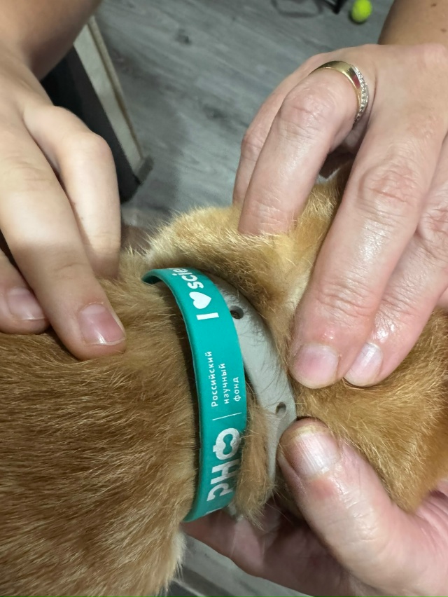 Нашли котика в районе Пушкина 8, очень ухоженный, подум?...