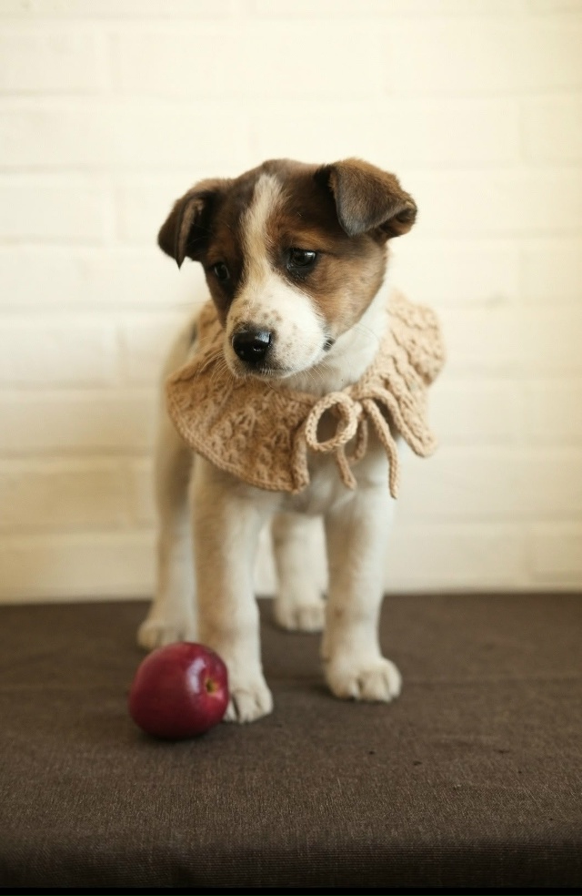 ‼️Две девочки и два мальчика очень хотят быть домашни...