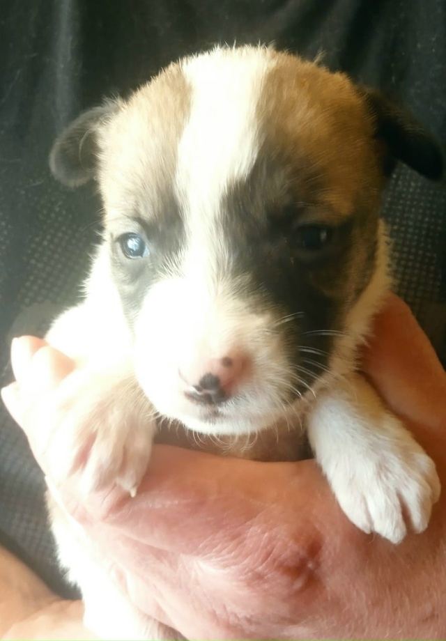 Очаровательные щенки ждут своих новых мам и пап ! Будут...