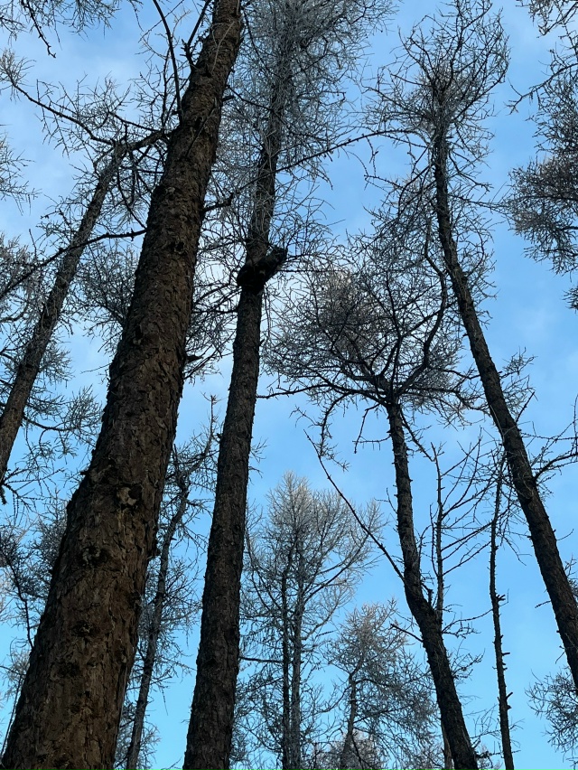 Застрял кот на дереве недалеко от входа в парк возле въ...