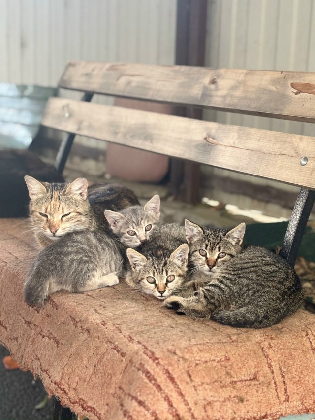 кому нужны детки? 1,5 месяца, есть и мальчики, и девочки. ?...