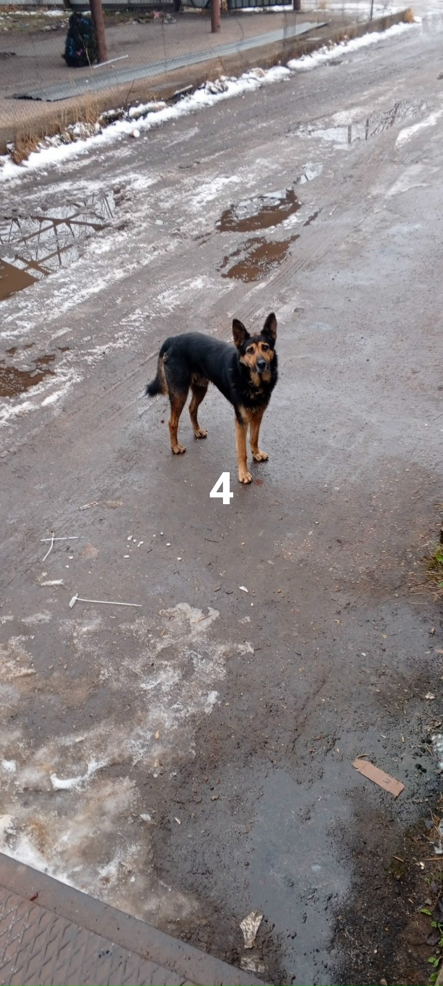 #ПотерялиНашлиПомогите
1 Потерялся кот, если видели п?...