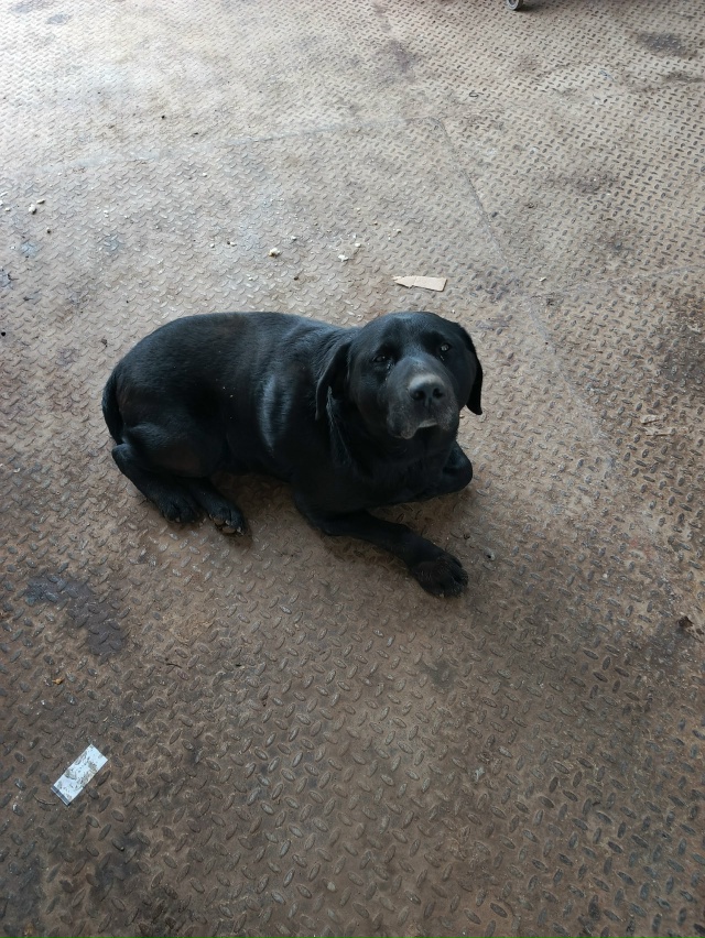 Чья потеряшка, сидит у Магнита на октябрьской, может кт...