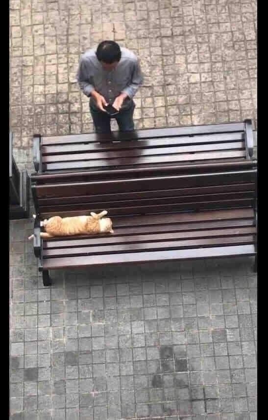 Когда не можешь пройти мимо котика)