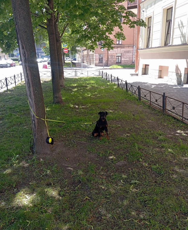 Воронежская 5 с утра привязали и оставили уже на протяж...