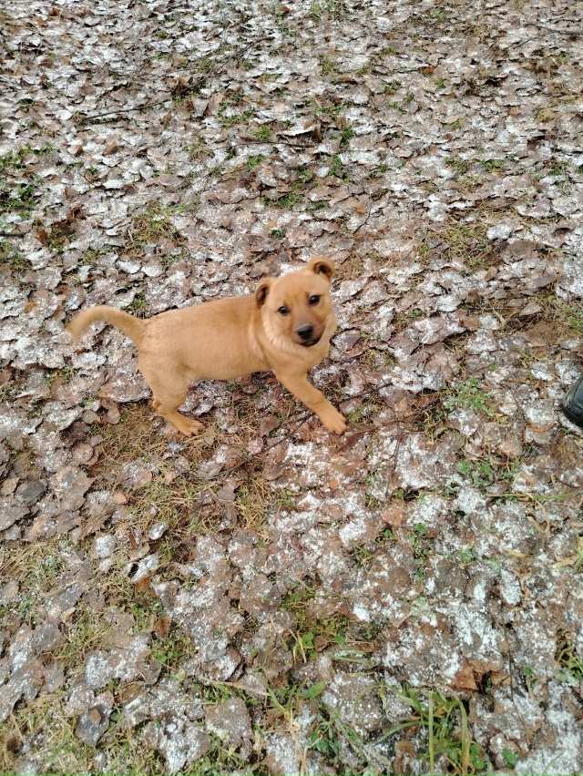 Брошенный щенок, славный парнишка. Кому нужен друг, охр...