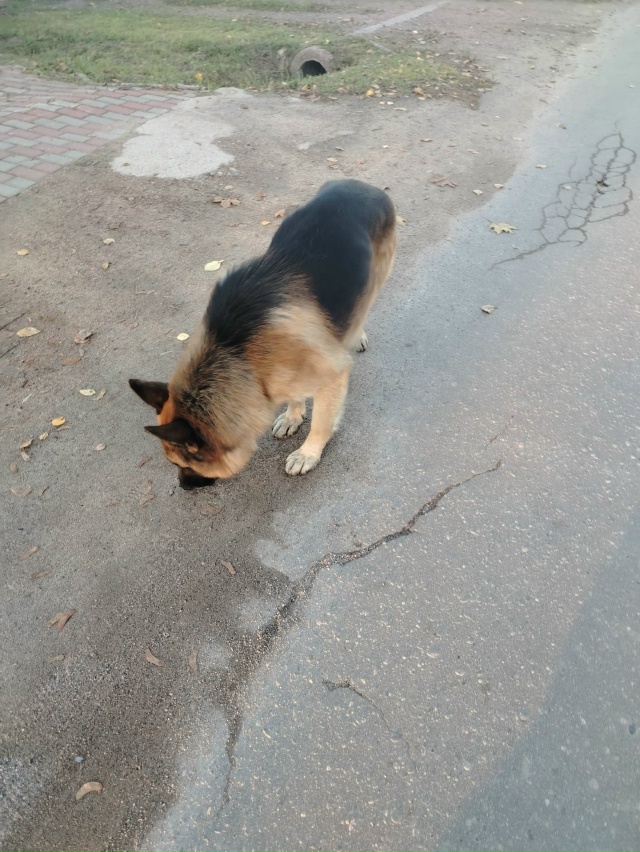 Чья овчарка, кобель, дёргает по бараевки? Без ошейник. Л...