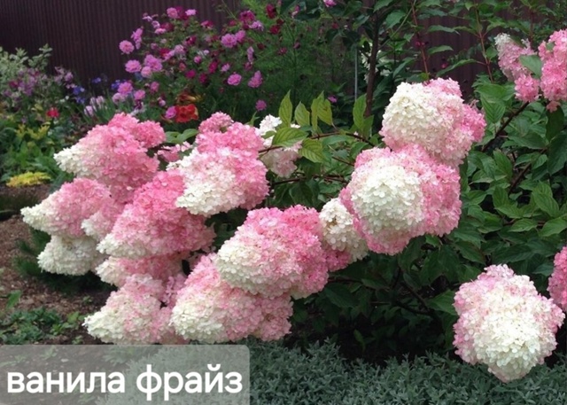 В наличии🌸🌸🌸
Фото саженцев по запросу☘️☘️☘️