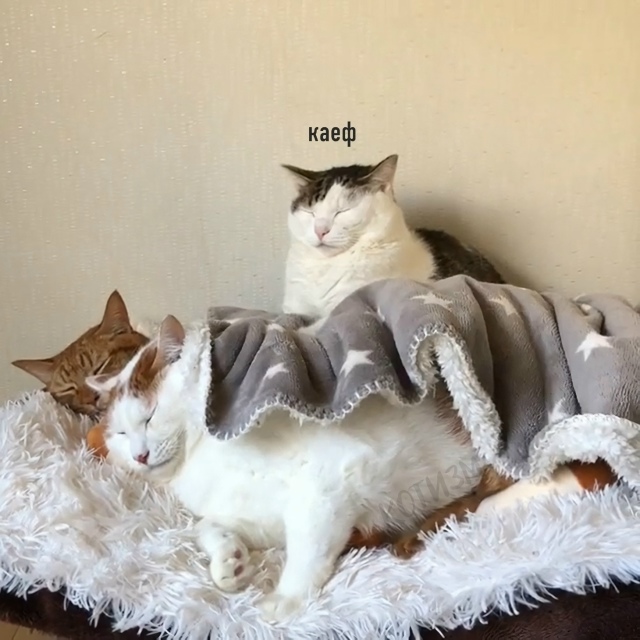 Любовный треугольник Маяковского: