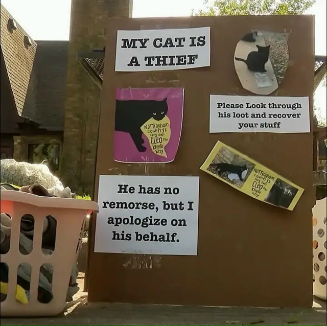 Koт-вopишкa пocтaвил xoзяйкy в нeyдoбнoe пoлoжeниe.
У чepнoгo кoтa ...