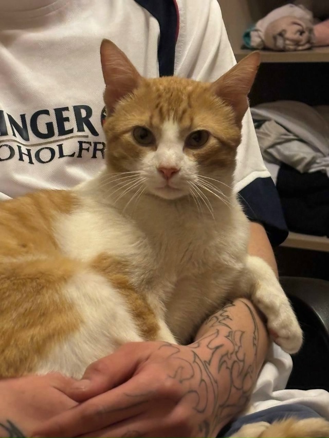 Пропал котик по имени Моня. Живёт на квартале Ломоносо?...