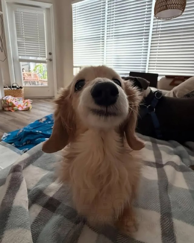 Бася по имени Белла покорила соцсети своей милой улыбкой — один уголок мордочки у неё приподнят, и э