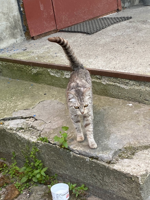 Чья Кошечка 🐈
Ищет хозяина
Горького 4
Анонимно