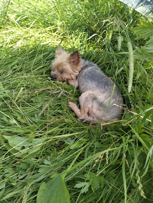 Пропала собака. Зовут Мася. Старая и плохо видит . Хозяе...