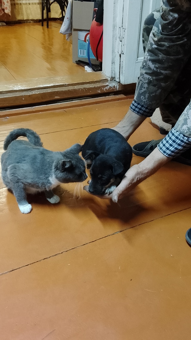 Здравствуйте. Маленькая собачка с весёлым характером. ...