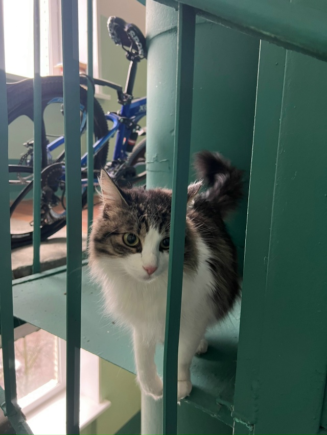 Молодежный проезд 5. На верхних этажах (6-8) бегает кот. В?...