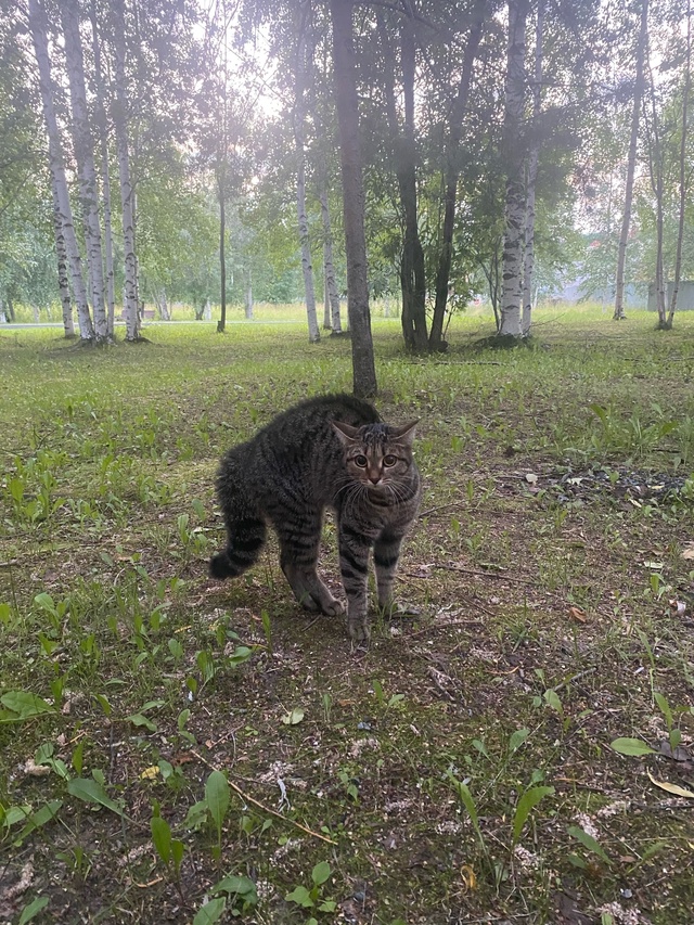 На вид не более 6-8 месяцев. Солнечная 2