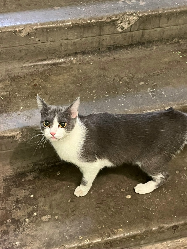 Ленина 92, 3 этаж, сидит кот или кошка на лестничной клет?...