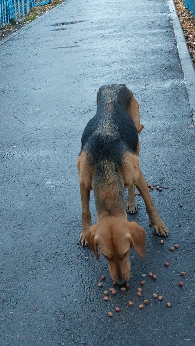 На улицах села кармаскалы бегает красивая собака. Один...