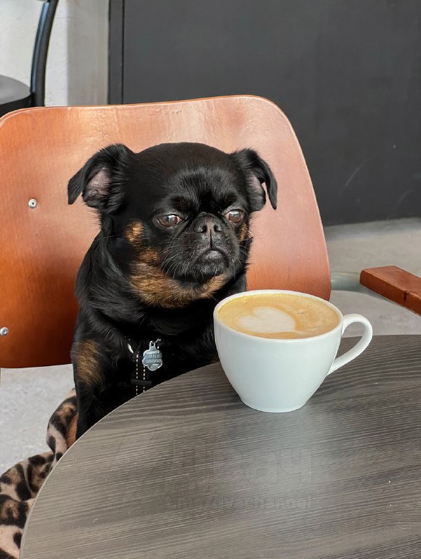 Пёс Чарли с хмурой мордочкой — новая звезда соцсетей
Это же все мы, когда узнали, что впереди рабоч