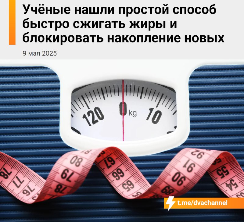 ⚡️Ожирение В С Ё: учёные открыли способ ускоренного сжигания жира и предотвращения его накопления пу