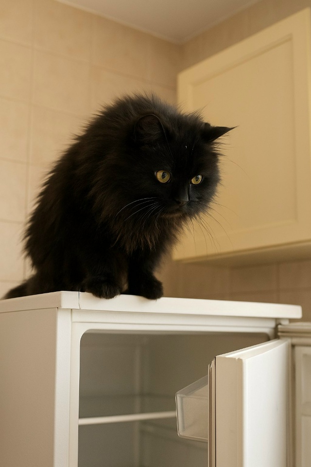 Ну и где мои вкусняшки??? 🍖🐟