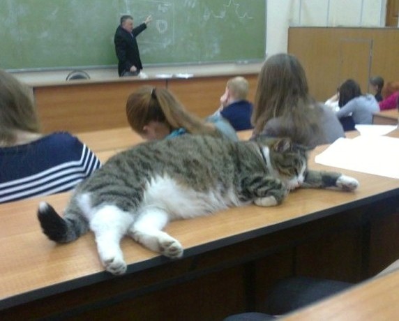 С днём знаний, товарищи котеникИ!